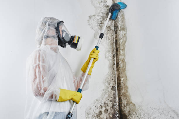 Best Commercial Mold Remediation in Elsmere, DE